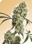 Ed Rosenthal Superbud Regulär Samen - 10