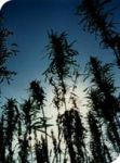 Outdoor Mix Regular Seeds - 25