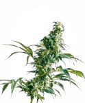 Mexican Sativa Regulär Samen - 10