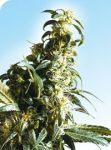 Mexican Sativa Regulär Samen - 10