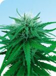 Ruderalis Indica Regular Seeds - 10