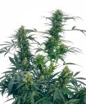 Guerrilla's Gusto Regular Seeds - 10