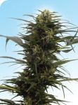 Guerrilla's Gusto Regular Seeds - 10