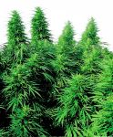 Ruderalis Skunk Régulier Graines - 10