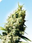 Jamaican Pearl Regular Seeds - 10
