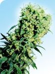 Early Pearl Regular Seeds - 10