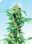 Early Girl Regular Seeds - 10