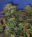 Heavy Duty Fruity Regular Seeds - 10