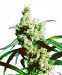 Silver Haze Regulär Samen - 10