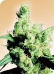 Silver Haze Regulär Samen - 10