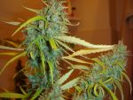 Angel Heart (Mango Haze x Afghan Skunk) Regulär Samen - 18