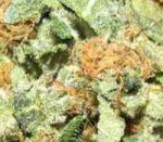 Critical Skunk Regulär Samen - 18