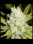 G13 Haze Regular Seeds - 18