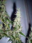 NL5 x Afghan Regular Seeds - 18