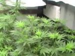 Nordle (Afghan Skunk) Regulär Samen - 18