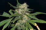 Northern Lights Feminised Seeds - Bulk x 100