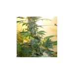AK48 Feminised Seeds - 5