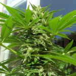 AK48 Feminised Seeds - 5
