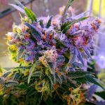 Aurora Indica Feminizowane Nasiona - 5