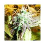 Aurora Indica Feminizowane Nasiona - 5