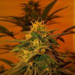 Black Jack Feminised Seeds - 5