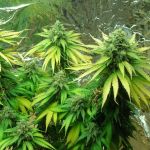Black Jack Feminised Seeds - 5