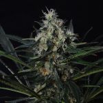 Black Jack Feminised Seeds - 5