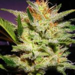 Amnesia Haze Feminised Seeds - 5 (formerly Haze #1)