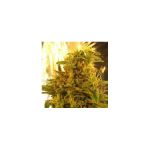 Amnesia Haze Feminised Seeds - 5 (formerly Haze #1)