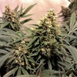 Pure Power Plant Feminised Seeds - 5