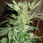 White Rhino Feminised Seeds - 5