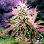 Northern Light Auto Feminizowane Nasiona - 5