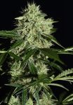 NL Auto Feminised Seeds - 5