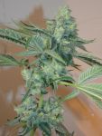 Girl Scout Cookies Feminized Seeds - 6