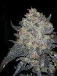 Black Water Feminized Seeds - 6