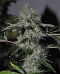 Chem 4 OG Feminized Seeds - 6