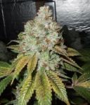 Larry OG Kush Feminizowane Nasiona - 6