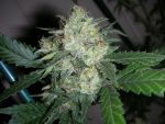 OGiesel Feminized Seeds - 6