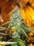 Original Sour Diesel Feminizowane Nasiona - 6
