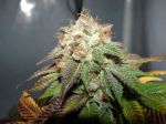 Pre98 Bubba BX2 Feminized Seeds - 6