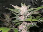 Purple Chem Feminized Seeds - 6