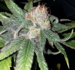Purple Crack Feminized Seeds - 6