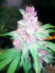 Grape Kush Feminized Seeds - 6