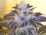 Grape OG Feminized Seeds - 6