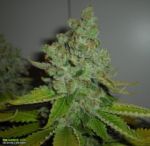 SFV OG Kush Feminized Seeds - 6