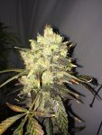 Supreme CBD Durban Féminisée Graines - 5
