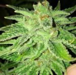 Strawberry OG Feminisiert Samen - 6