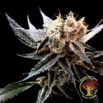 Crockett's Sour Tangie Regulär Samen - 12