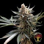Crockett's Tangie Regulär Samen - 12