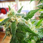 AK48 Auto Feminizowane Nasiona - 5